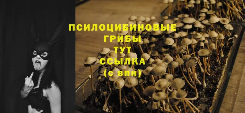 Псилоцибиновые грибы Psilocybe  ссылка на мегу   Печора 